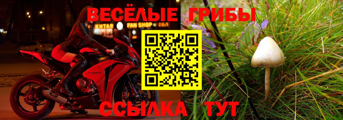 Галлюциногенные грибы Psilocybine cubensis Армавир